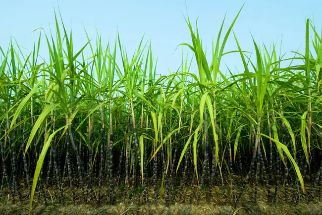 Sugar Cane : 甘蔗