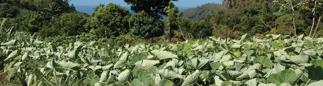 Eastern Caribean Institute of Agriculture and Forestry : 东加勒比农林学院