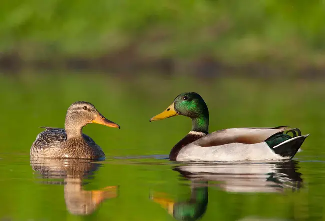 Ducks Go Quack : 鸭子呱呱叫