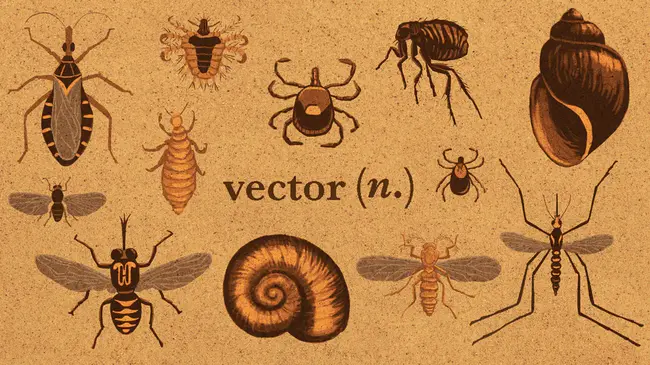 Vector Borne Parasitic Zoonosis : 媒介传播寄生虫病