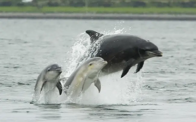 Dolphin Robotic Unit : 海豚机器人装置