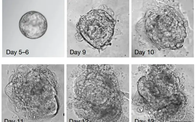 Cellular Microscopy Phenotype Ontology : 细胞显微镜表型本体