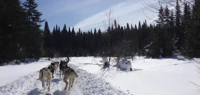 Alaskan Noble Companion Dogs : 阿拉斯加高贵的伴犬