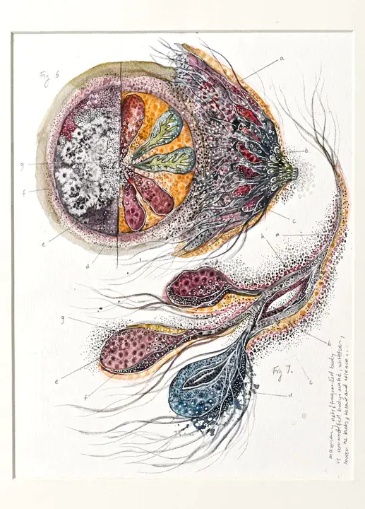 Primary Mouse Mammary Epithelial : 原代小鼠乳腺上皮细胞