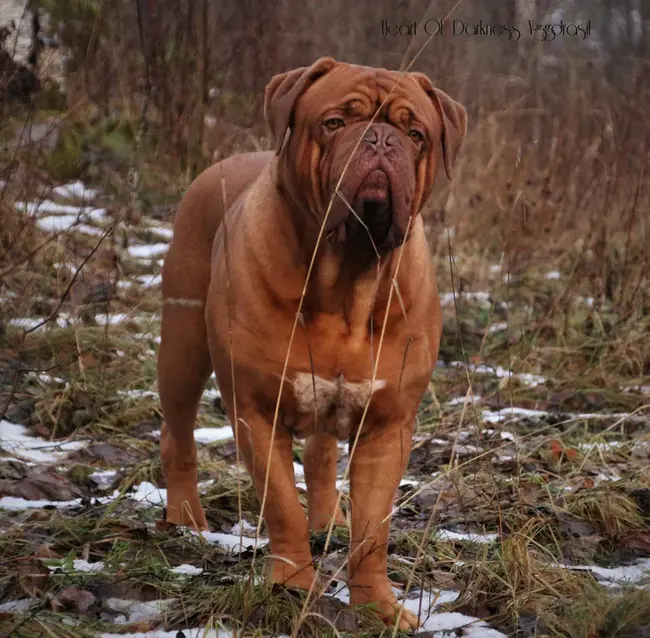 Norsk Vorstehhund Klubb : 挪威初猎犬俱乐部