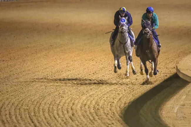 Breeders Cup Betting Challenge : 种植者杯博彩挑战