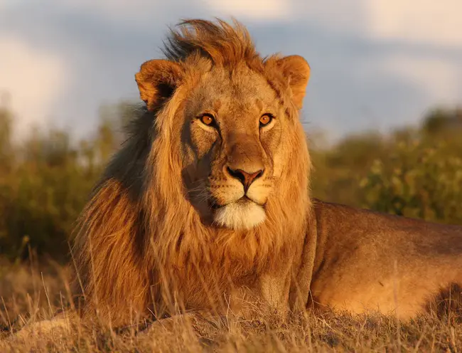 Lions of Zion : 锡安狮