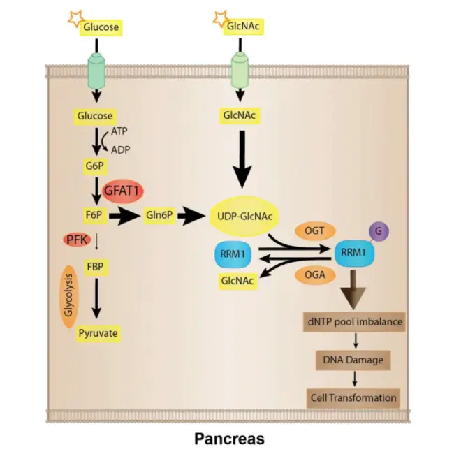 Glucosylated Endogenous Acceptor : 糖基化内源性受体