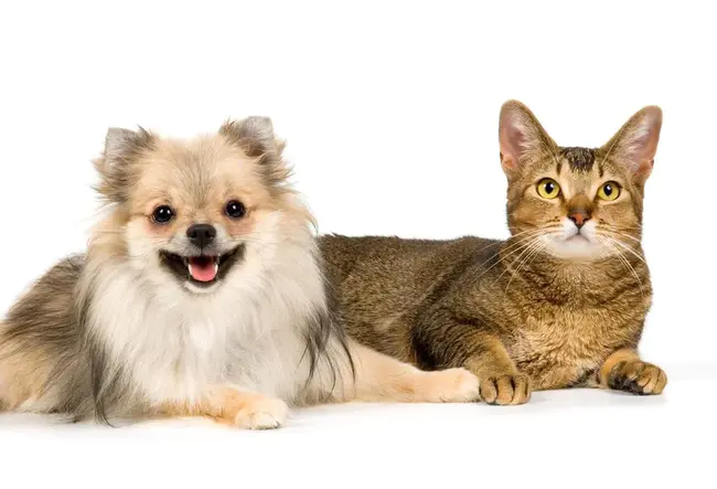 Association of Dogs and Cats Homes : 猫狗之家协会