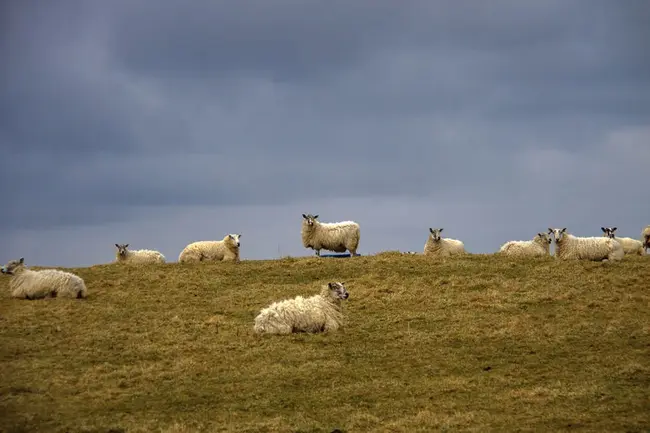 Scottish Agricultural Science Agency : 苏格兰农业科学局