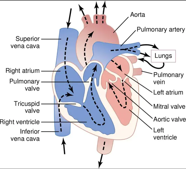 Heart Lung Resuscitation : 心肺复苏