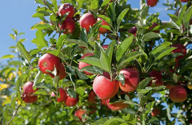 Appalachian Fruit Research Station : 阿巴拉契亚水果研究站