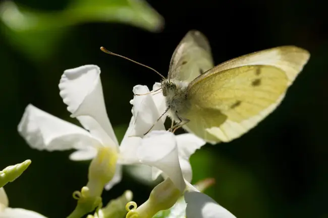 Insect derived growth factor : 昆虫源生长因子