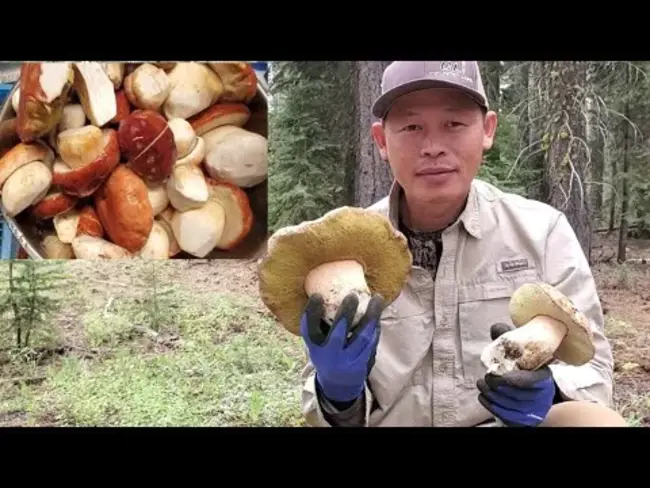 King Boletus Mushroom Festival : 王牛肝菌蘑菇节