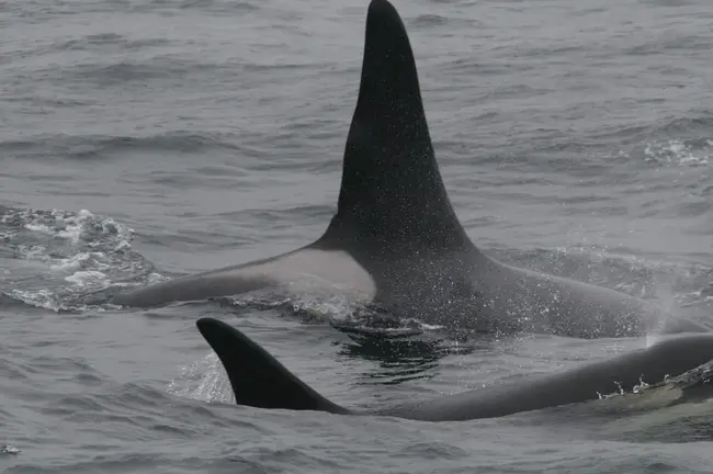 Cetacean Hearing and Telemetry : 鲸类听觉和遥测