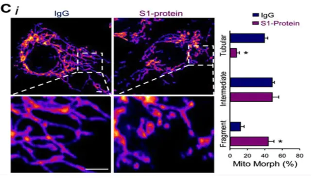 Intracellular Enveloped Virus : 细胞内包膜病毒