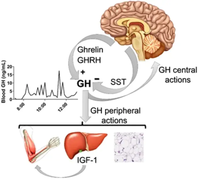 Growth Hormone Receptor : 生长激素受体