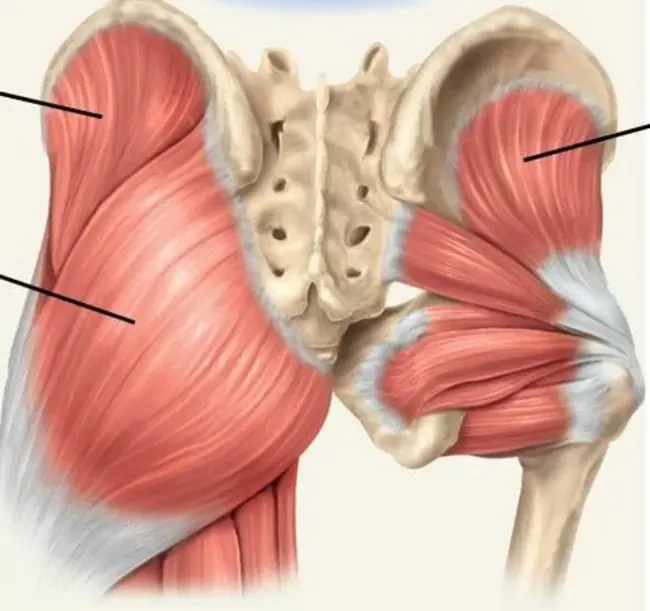 Glute Ham Raise : 火腿饲养