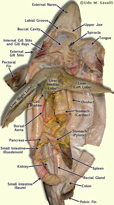 Spontaneous Coronary Artery Dissection : 自发性冠状动脉夹层