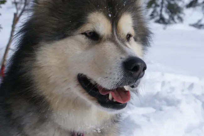 Alaskan Klee Kai : 阿拉斯加Klee Kai