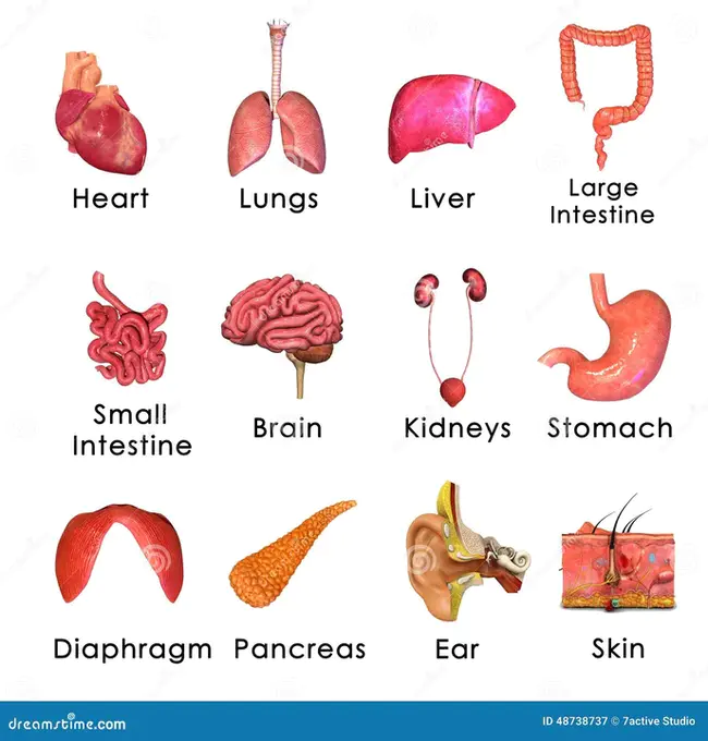 Organ procurement organizations : 机关采购组织