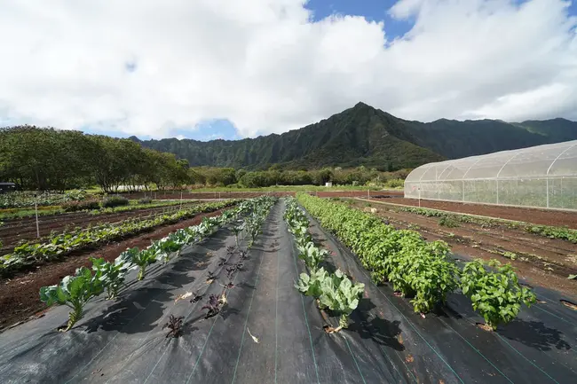 Hawaii Agriculture Research Center : 夏威夷农业研究中心