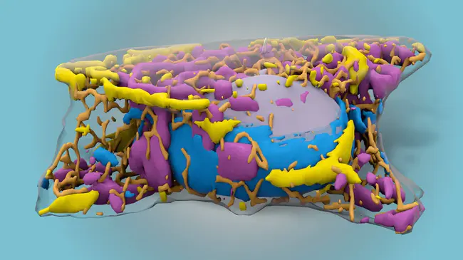 Interdisciplinary Stem Cell Institute : 跨学科干细胞研究所