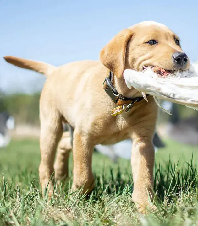 Retriever Training Forum : 猎犬培训论坛