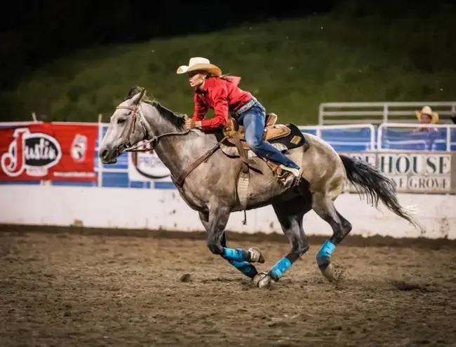 Colorado Horse Rescue : 科罗拉多州马匹救援