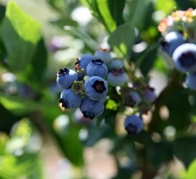 National Berry Crops Initiative : 国家浆果作物倡议