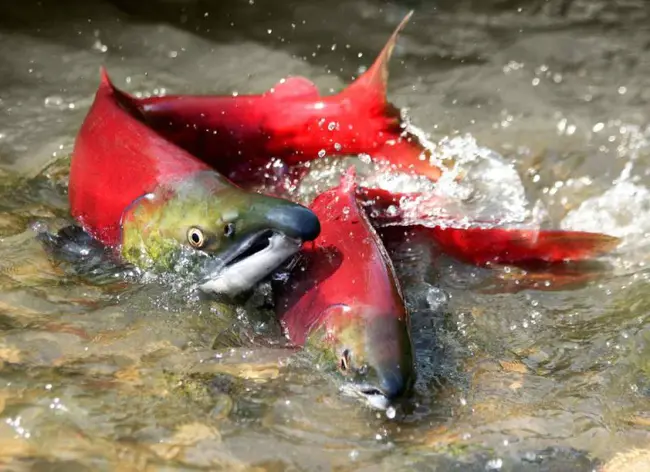 Salmon Protection And Watershed Network : 鲑鱼保护和流域网