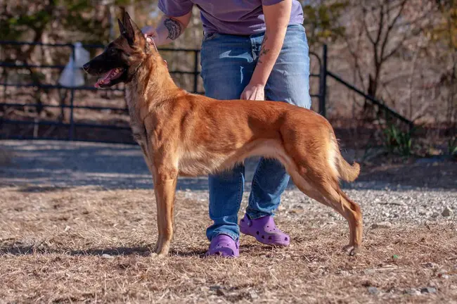 Belgian Sheepdog Club of America : 美国比利时牧羊犬俱乐部