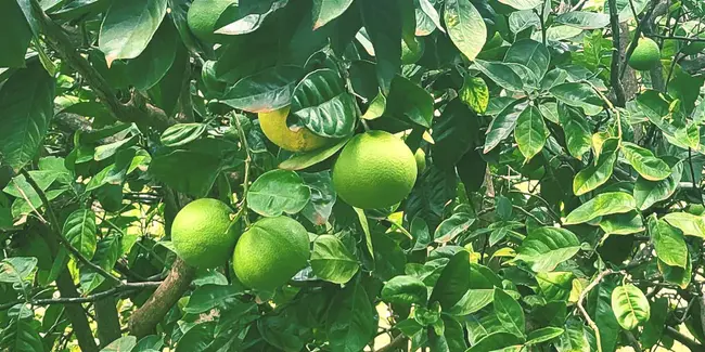 Brazil Specialty Coffee Association : 巴西精致咖啡协会