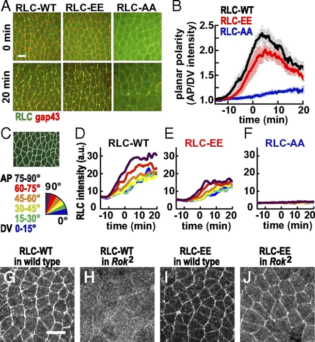 Myosin Light Chain Phosphatase : 肌球蛋白轻链磷酸酶