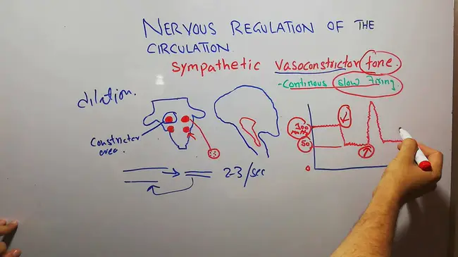 Vasomotor center : 血管舒缩中心