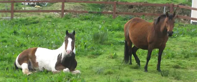 Connemara Pony Breeders Society : 康尼马拉小马饲养者协会