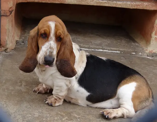 Bassets to the Rescue : 贝塞特的拯救