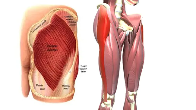 Tensor Fascia Latae : 阔筋膜张肌