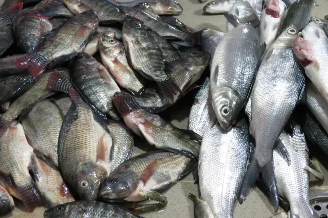 Agifish Bio Pangasius Union : 鲥鱼生物-鲥鱼联盟