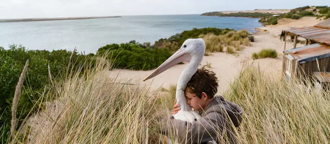 South Australian Film Corporation : 南澳大利亚电影公司