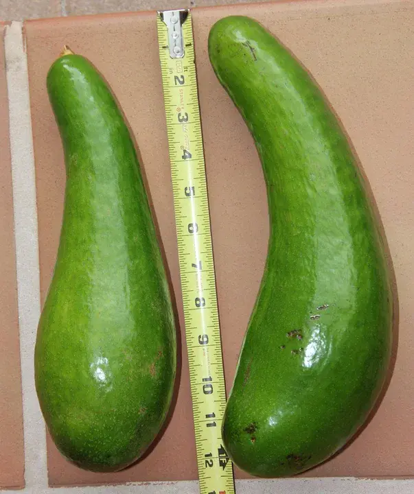 Avocado Soy Unsaponifiables : 鳄梨大豆不皂化物