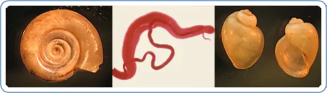 Schistosomiasis Control Initiative : 血吸虫病控制倡议
