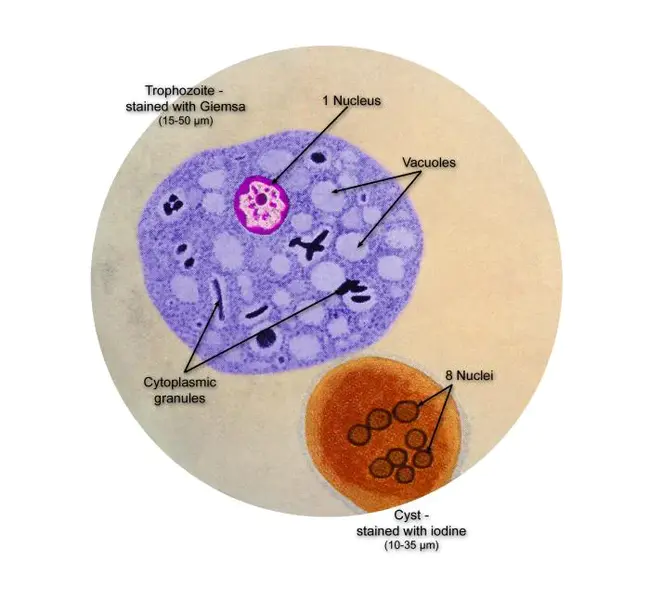Human Lens Epithelial : 人类晶状体上皮细胞