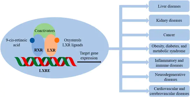 Liver X Receptor : 肝脏X受体