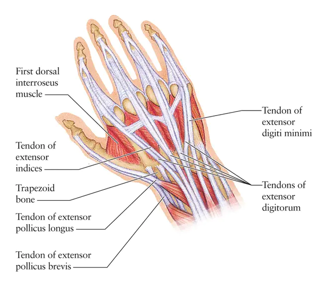 Dorsal Raphe Nucleus : 中缝背核