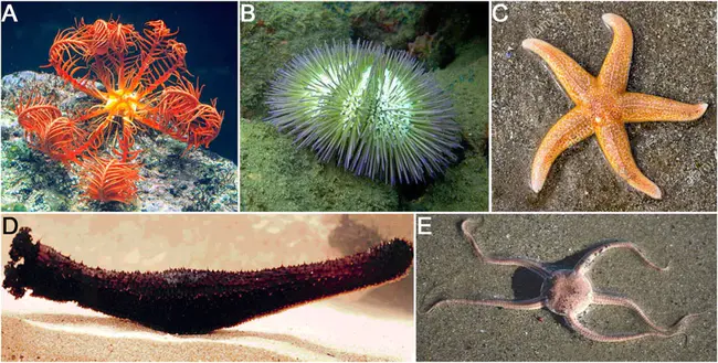 Echinoderm Microtubule associated protein Like 4 : 棘皮动物微管相关蛋白样4