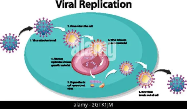 Replication Competent Retrovirus : 复制能力强的逆转录病毒