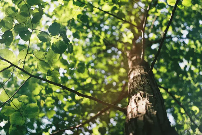 Municipal Tree Officers Association : 市树木官员协会