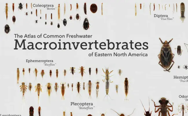 Macroinvertebrate Community Index : 大型无脊椎动物群落指数