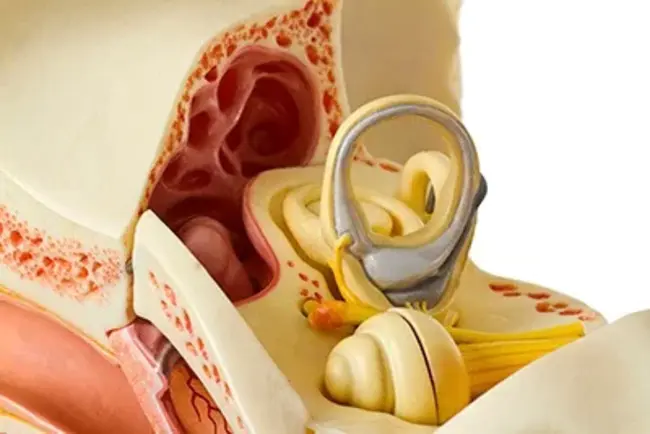 Myogenic Motor Evoked Potentials : 肌源性运动诱发电位